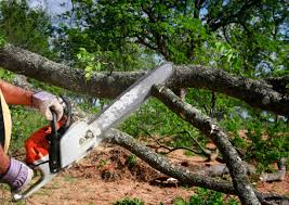 Best Tree Health Inspection  in Mineola, TX